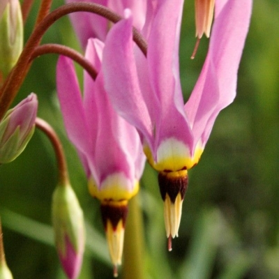 Dodecatheon red wing
